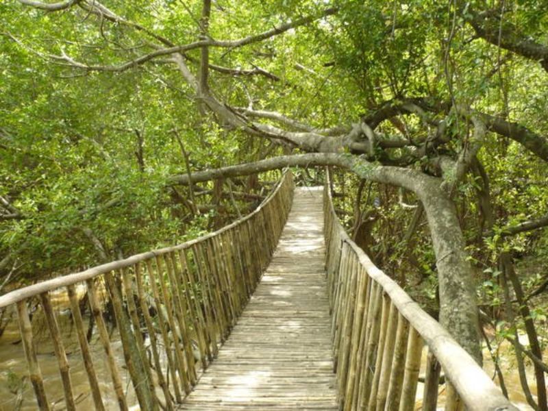 Những chiếc cầu treo rất độc đáo giữa rừng