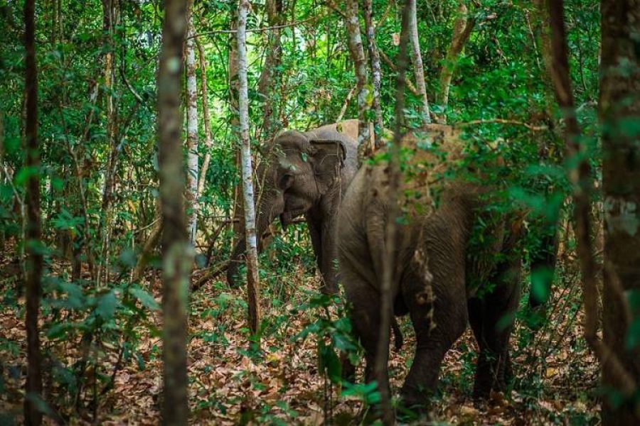 Trekking rừng quốc gia Yok Đôn